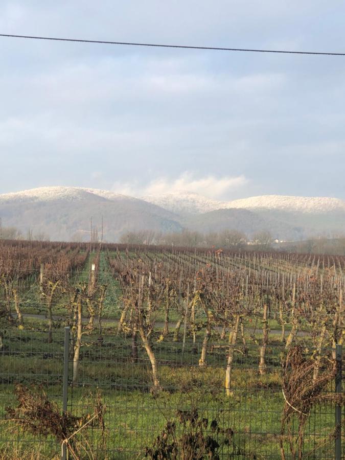 Valley Ferienwohnung Suew Heuchelheim-Klingen Eksteriør bilde